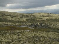 N, Innlandet, Sel, Anaripiggen 4, Saxifraga-Willem van Kruijsbergen