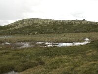 N, Innlandet, Sel, Holtjonnpiggen 9, Saxifraga-Willem van Kruijsbergen