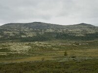 N, Innlandet, Sel, Karihaugen 1, Saxifraga-Willem van Kruijsbergen