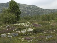 N, Innlandet, Sel, Karihaugen 15, Saxifraga-Willem van Kruijsbergen