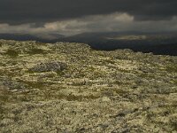 N, Innlandet, Sel, Karihaugen 6, Saxifraga-Willem van Kruijsbergen