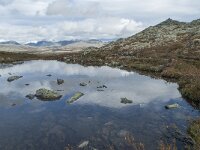 N, Innlandet, Sel, Klufttjonne 35, Saxifraga-Annemiek Bouwman