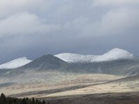 N, Innlandet, Sel, Mysuseter 107, Saxifraga-Willem van Kruijsbergen