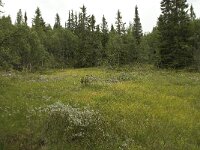 N, Innlandet, Sel, Mysuseter 11, Saxifraga-Willem van Kruijsbergen