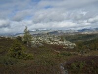 N, Innlandet, Sel, Mysuseter 111, Saxifraga-Annemiek Bouwman