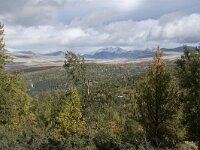 N, Innlandet, Sel, Mysuseter 29, Saxifraga-Willem van Kruijsbergen