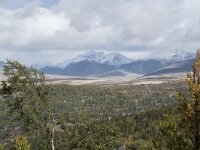 N, Innlandet, Sel, Mysuseter 30, Saxifraga-Willem van Kruijsbergen
