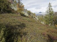 N, Innlandet, Sel, Mysuseter 31, Saxifraga-Willem van Kruijsbergen