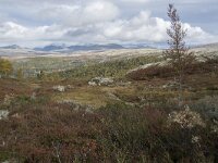 N, Innlandet, Sel, Mysuseter 34, Saxifraga-Willem van Kruijsbergen