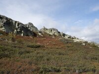 N, Innlandet, Sel, Mysuseter 43, Saxifraga-Willem van Kruijsbergen