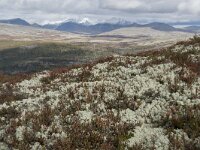 N, Innlandet, Sel, Mysuseter 49, Saxifraga-Willem van Kruijsbergen