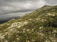 N, Innlandet, Sel, Mysuseter 8, Saxifraga-Willem van Kruijsbergen