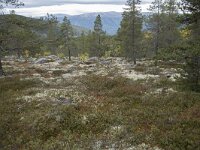 N, Innlandet, Sel, Peer Gynt Hytta 138, Saxifraga-Willem van Kruijsbergen