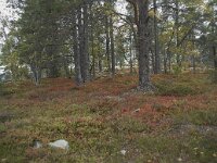 N, Innlandet, Sel, Peer Gynt Hytta 169, Saxifraga-Annemiek Bouwman