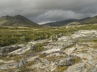 N, Innlandet, Sel, Peer Gynt Hytta 42, Saxifraga-Willem van Kruijsbergen