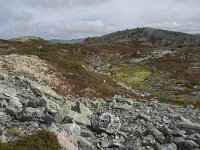 N, Innlandet, Sel, Peer Gynt Hytta 52, Saxifraga-Willem van Kruijsbergen