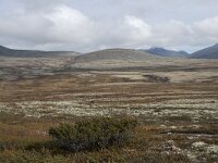 N, Innlandet, Sel, Peer Gynt Hytta 56, Saxifraga-Willem van Kruijsbergen