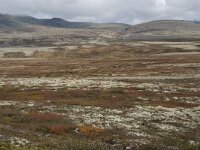 N, Innlandet, Sel, Peer Gynt Hytta 58, Saxifraga-Willem van Kruijsbergen