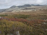 N, Innlandet, Sel, Peer Gynt Hytta 69, Saxifraga-Willem van Kruijsbergen