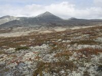 N, Innlandet, Sel, Peer Gynt Hytta 83, Saxifraga-Willem van Kruijsbergen