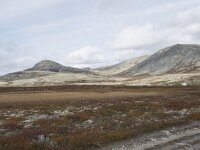 N, Innlandet, Sel, Peer Gynt Hytta 88, Saxifraga-Willem van Kruijsbergen