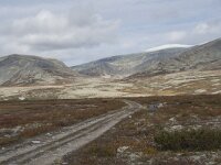 N, Innlandet, Sel, Peer Gynt Hytta 89, Saxifraga-Willem van Kruijsbergen