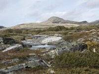 N, Innlandet, Sel, Peer Gynt Hytta 99, Saxifraga-Willem van Kruijsbergen