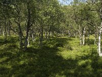 N, Innlandet, Sel, Putten seter 2, Saxifraga-Willem van Kruijsbergen