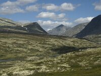 N, Innlandet, Sel, Rondvassbu 13, Saxifraga-Jan van der Straaten