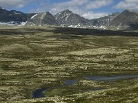 N, Innlandet, Sel, Rondvassbu 14, Saxifraga-Jan van der Straaten