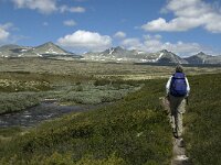 N, Innlandet, Sel, Rondvassbu 9, Saxifraga-Jan van der Straaten