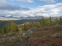 N, Innlandet, Sel, Smaahaarrtjonne 26, Saxifraga-Annemiek Bouwman