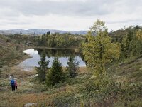 N, Innlandet, Sel, Smaahaarrtjonne 4, Saxifraga-Willem van Kruijsbergen