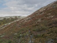 N, Innlandet, Sel, Smaahaarrtjonne 7, Saxifraga-Willem van Kruijsbergen