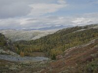 N, Innlandet, Sel, Smaahaarrtjonne 8, Saxifraga-Willem van Kruijsbergen