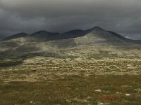 N, Innlandet, Sel, Smiubelgin 3, Saxifraga-Willem van Kruijsbergen.