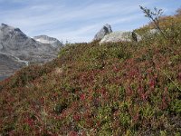 N, More og Romsdal, Rauma, Alnesvatnet 38, Saxifraga-Willem van Kruijsbergen