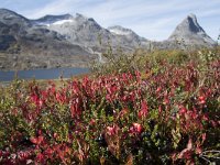 N, More og Romsdal, Rauma, Alnesvatnet 41, Saxifraga-Willem van Kruijsbergen