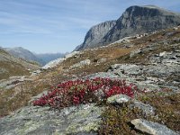 N, More og Romsdal, Rauma, Alnesvatnet 61, Saxifraga-Annemiek Bouwman