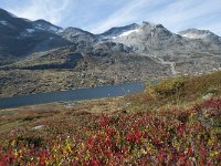 N, More og Romsdal, Rauma, Alnesvatnet 78, Saxifraga-Annemiek Bouwman