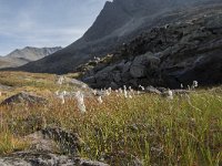 N, More og Romsdal, Rauma, Trollstigen 31, Saxifraga-Willem van Kruijsbergen