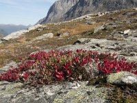 N, More og Romsdal, Rauma, Trollstigen 39, Saxifraga-Willem van Kruijsbergen