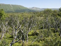 N, Nordland, Andoy, Bleikmorenen 27, Saxifraga-Willem van Kruijsbergen