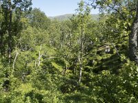 N, Nordland, Andoy, Bleikmorenen 3, Saxifraga-Willem van Kruijsbergen