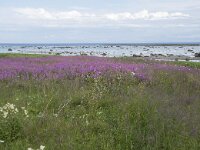 N, Nordland, Andoy, Breivik 1, Saxifraga-Willem van Kruijsbergen
