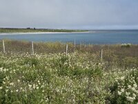 N, Nordland, Andoy, Dverberg 3, Saxifraga-Willem van Kruijsbergen