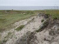 N, Nordland, Andoy, Sandhaugan 12, Saxifraga-Willem van Kruijsbergen