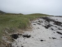 N, Nordland, Andoy, Sandhaugan 15, Saxifraga-Willem van Kruijsbergen