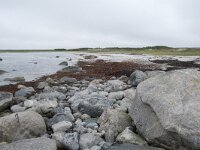 N, Nordland, Andoy, Sandhaugan 18, Saxifraga-Willem van Kruijsbergen