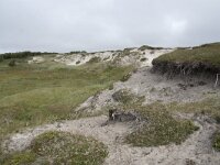 N, Nordland, Andoy, Sandhaugan 22, Saxifraga-Willem van Kruijsbergen